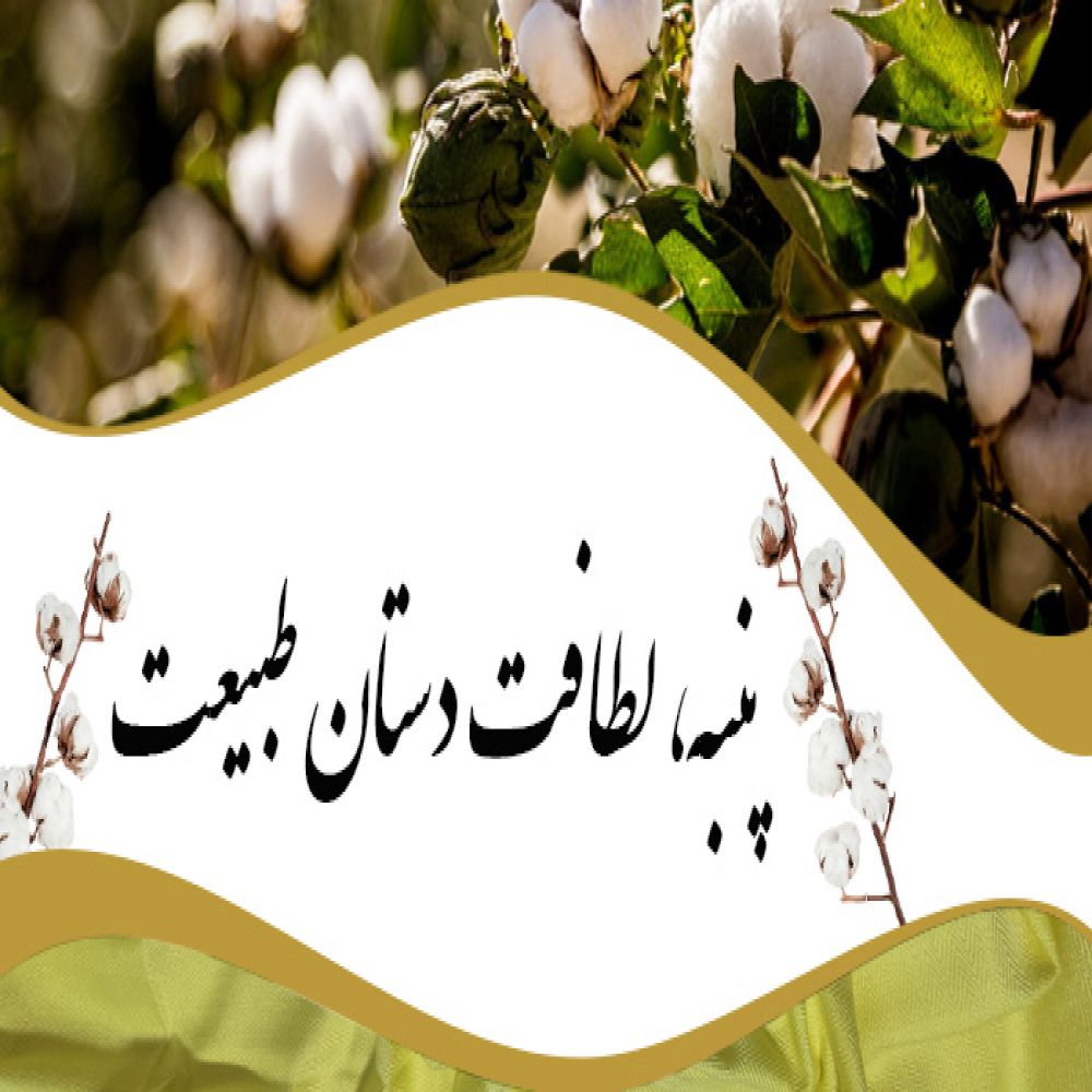 پنبه: طلای سفید طبیعت